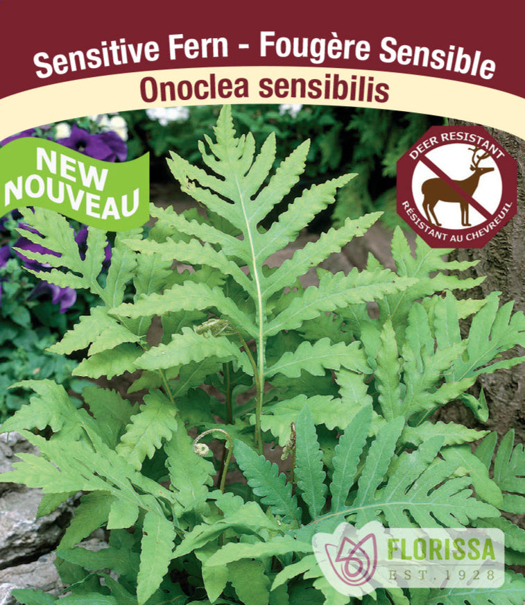 Sensitive Fern - Onoclea sensibilis, 1 Pack