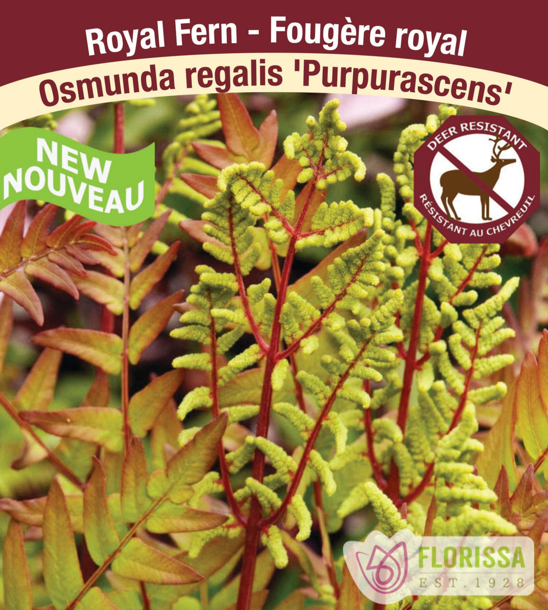 Royal Fern - Purpurascens, 1 Pack