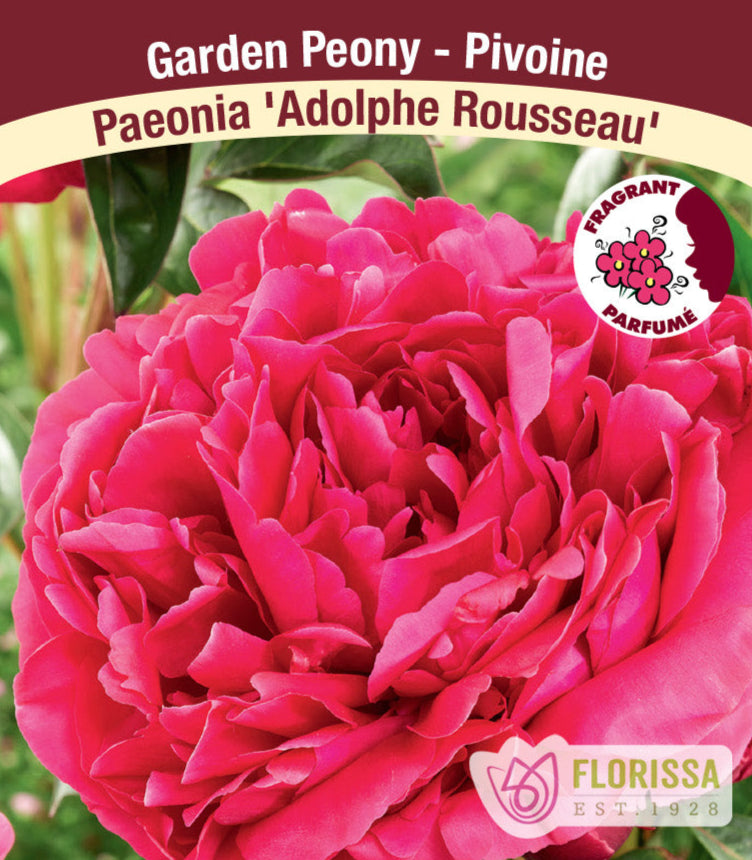 Peony lactiflora - Adolphe Rousseau, 1 Pack