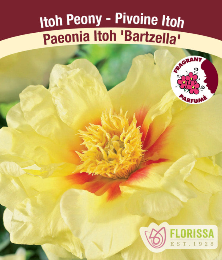 Peony Itoh - Bartzella, 1 Pack