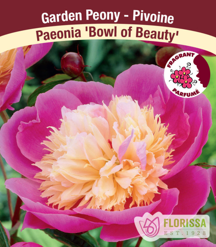 Peony lactiflora - Bowl of Beauty, 1 Pack