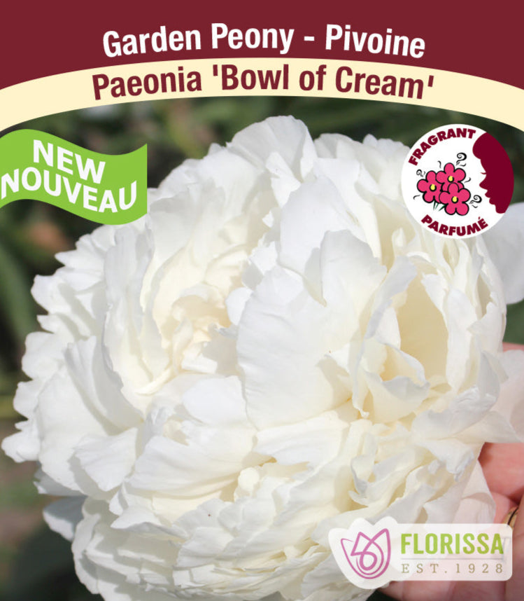 Peony lactiflora - Bowl of Cream, 1 Pack