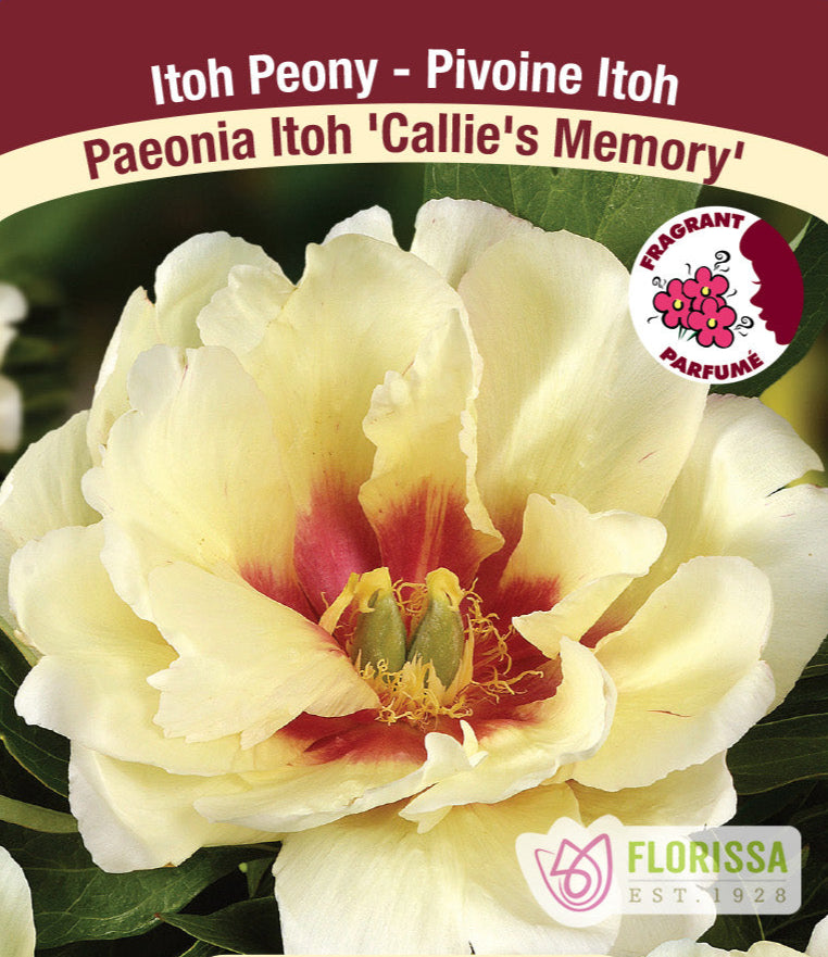 Peony Itoh - Callie's Memory, 1 Pack