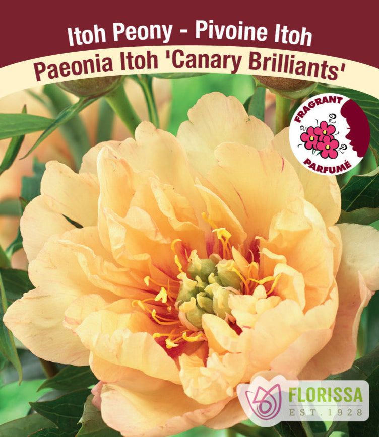 Peony Itoh - Canary Brilliants, 1 Pack