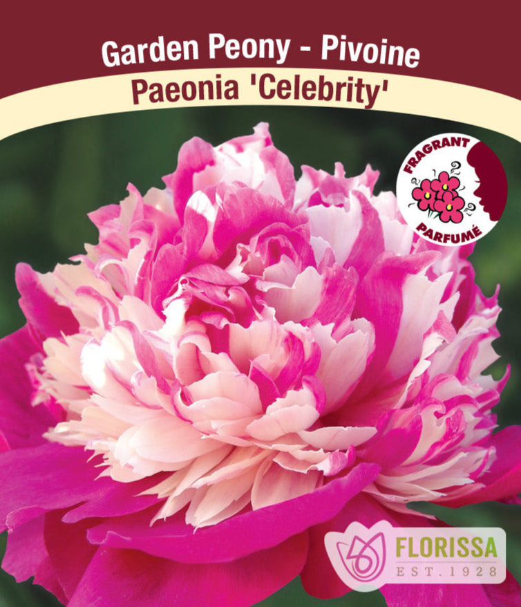 Peony lactiflora - Celebrity, 1 Pack