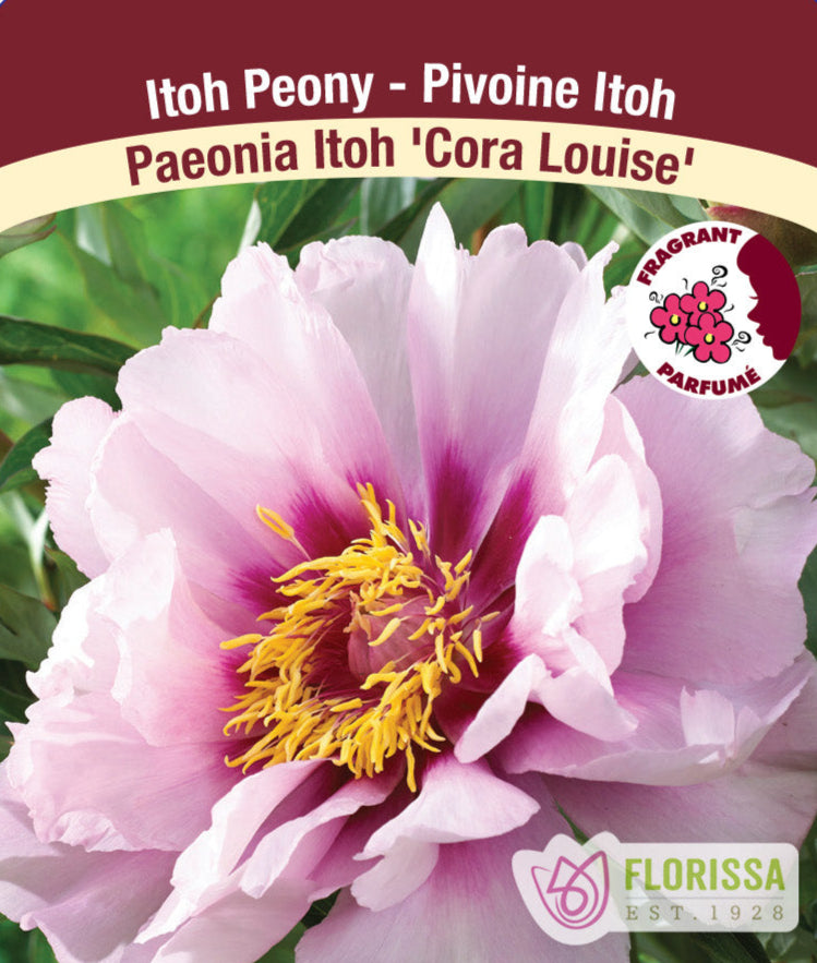 Peony Itoh - Cora Louise, 1 Pack