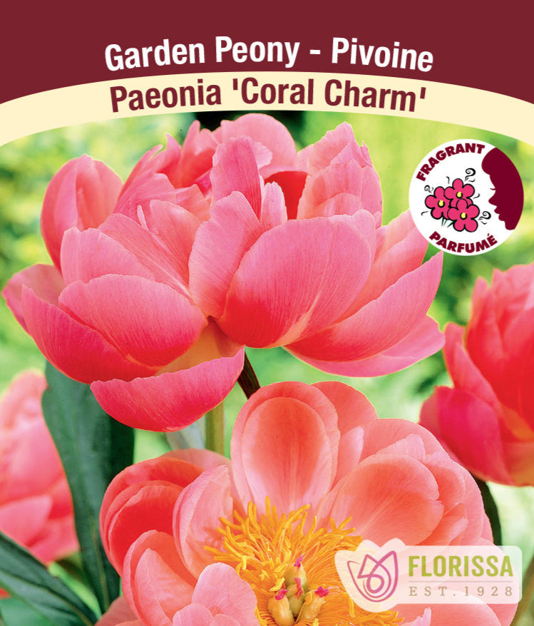 Peony lactiflora - Coral Charm, 1 Pack