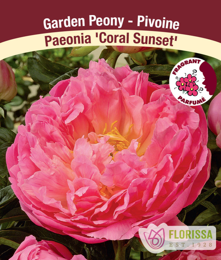 Peony lactiflora - Coral Sunset, 1 Pack