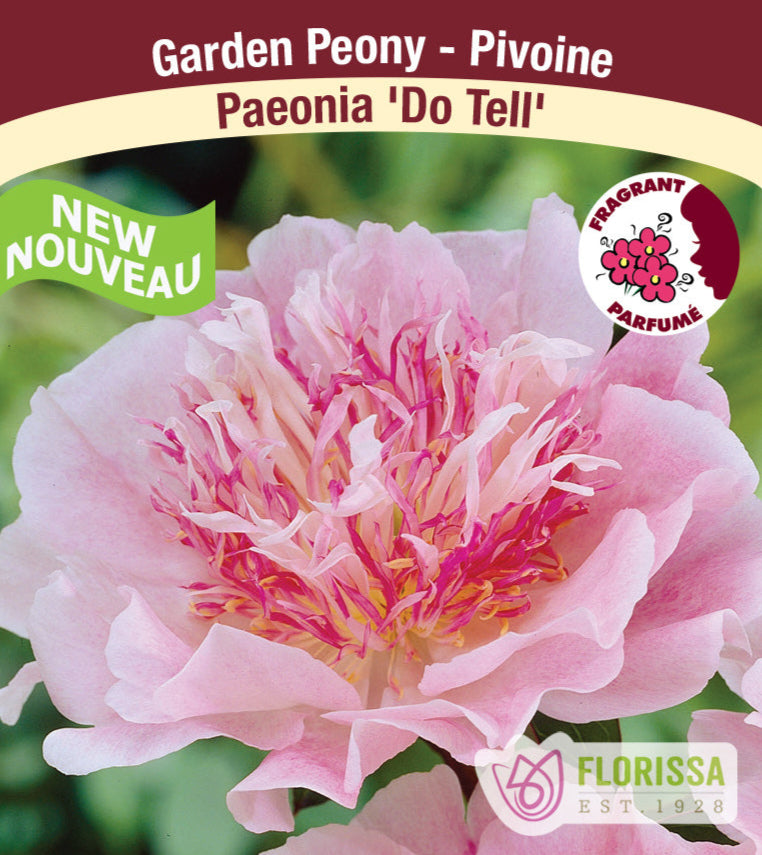 Peony lactiflora - Do Tell, 1 Pack
