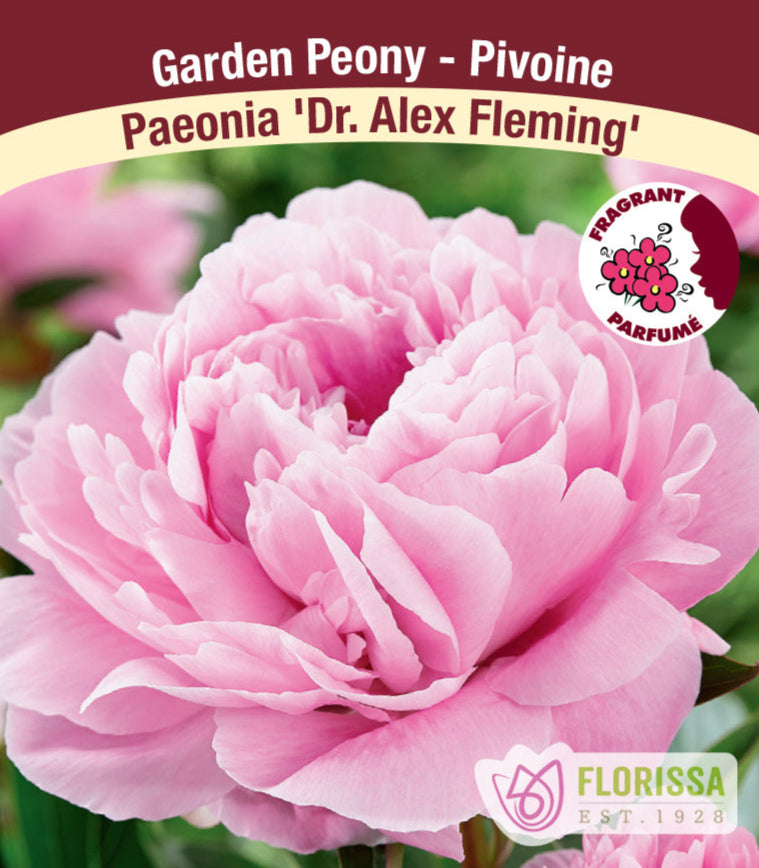 Peony lactiflora - Dr. Alex Fleming, 1 Pack