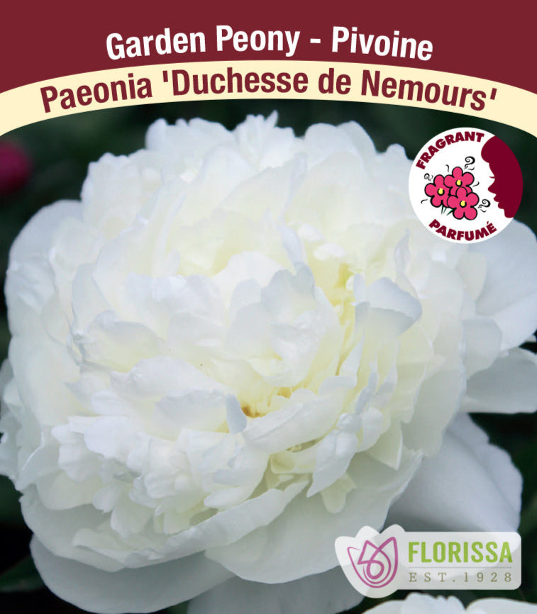 Peony lactiflora - Duchesse de Nemours, 1 Pack