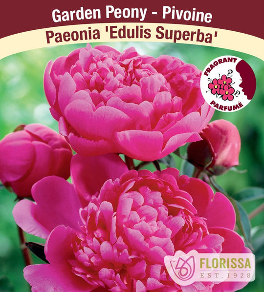 Peony - Edulis Superba | Fall Planting Roots