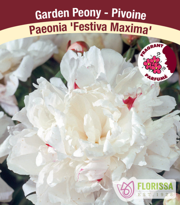 Peony lactiflora - Festiva Maxima, 1 Pack