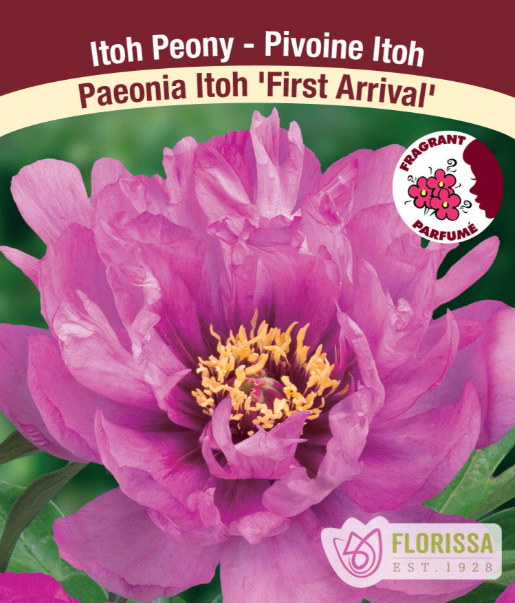 Peony Itoh - First Arrival, 1 Pack