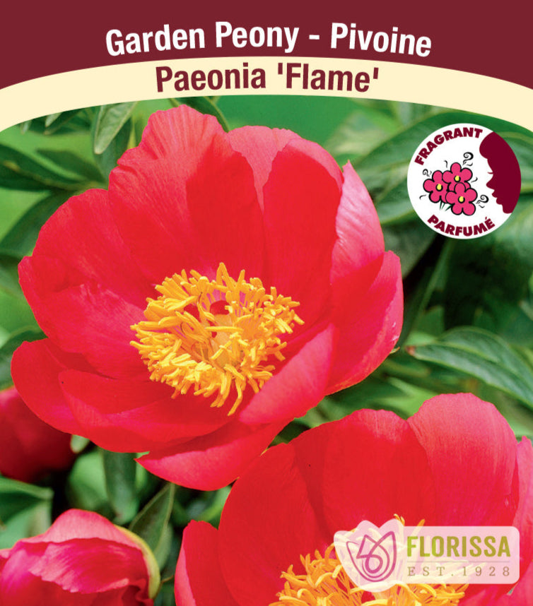 Peony lactiflora - Flame, 1 Pack