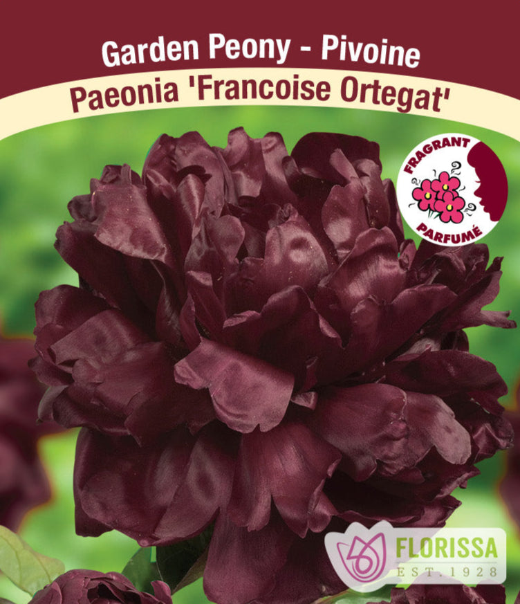 Peony lactiflora - Francoise Ortegat, 1 Pack