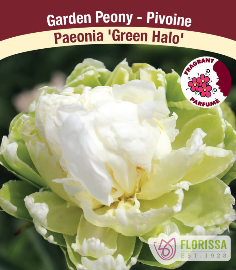 Peony lactiflora - Green Halo, 1 Pack