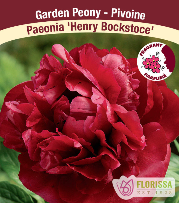 Peony lactiflora - Henry Bockstoce, 1 Pack