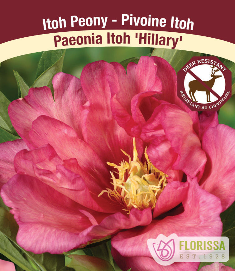 Peony Itoh - Hillary, 1 Pack