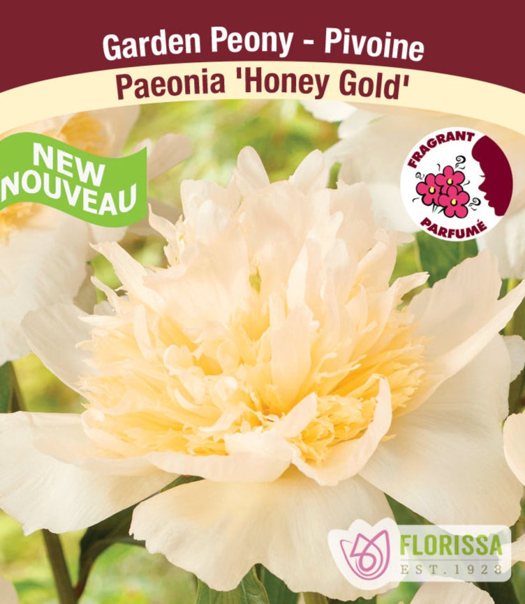 Peony lactiflora - Honey Gold, 1 Pack