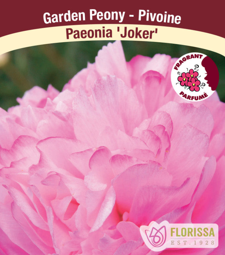 Peony lactiflora - Joker, 1 Pack