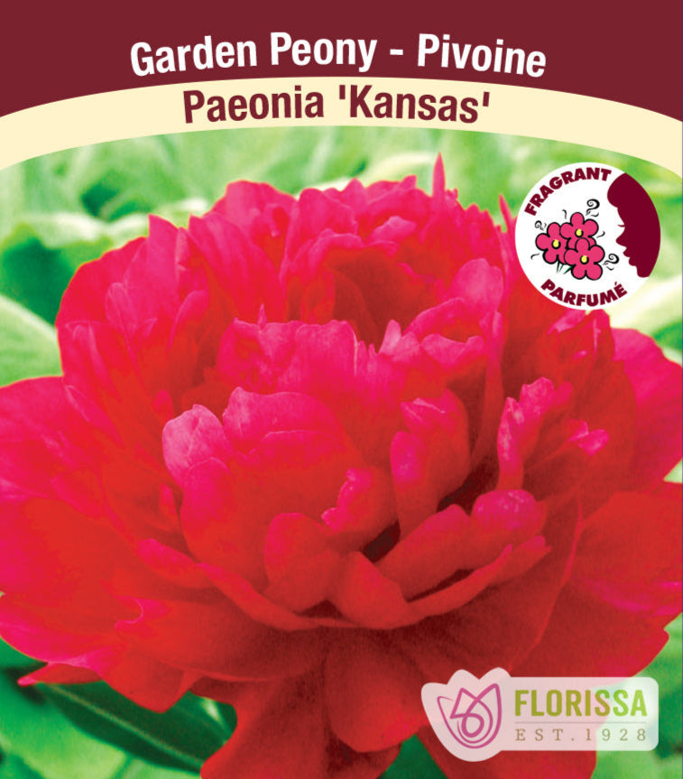 Peony lactiflora - Kansas, 1 Pack