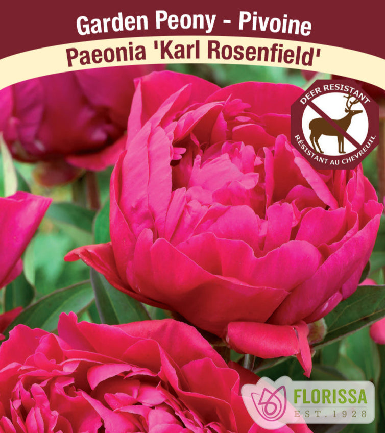 Peony lactiflora - Karl Rosenfield, 1 Pack