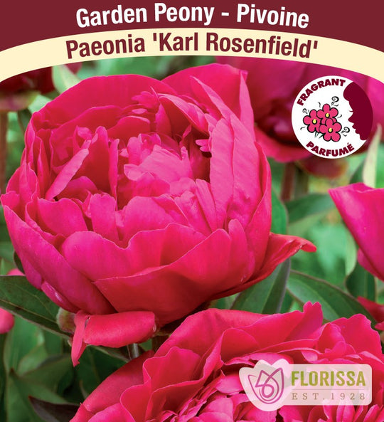 Peony - Karl Rosenfield | Fall Planting Roots
