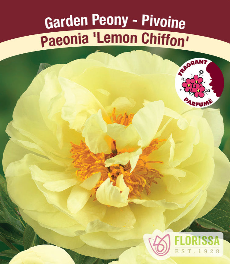 Peony lactiflora - Lemon Chiffon, 1 Pack