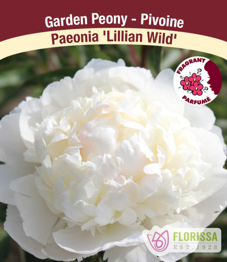 Peony lactiflora - Lilian Wild, 1 Pack