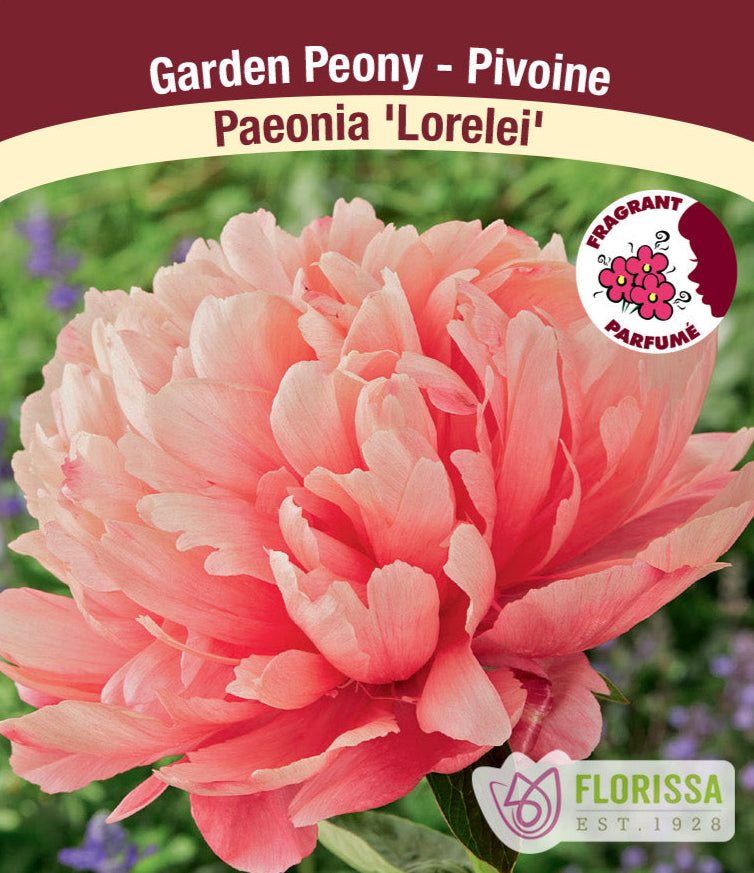 Peony lactiflora - Lorelei, 1 Pack