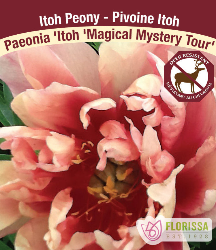 Peony Itoh - Magical Mystery Tour, 1 Pack