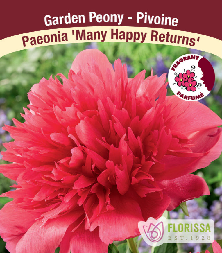 Peony lactiflora - Many Happy Returns, 1 Pack