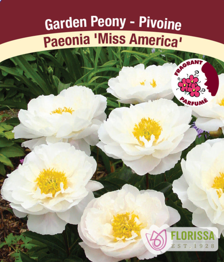 Peony lactiflora - Miss America, 1 Pack