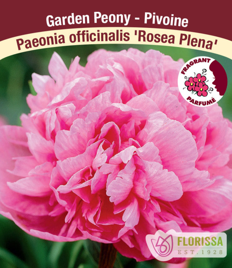 Peony officinalis - Rosea Plena, 1 Pack