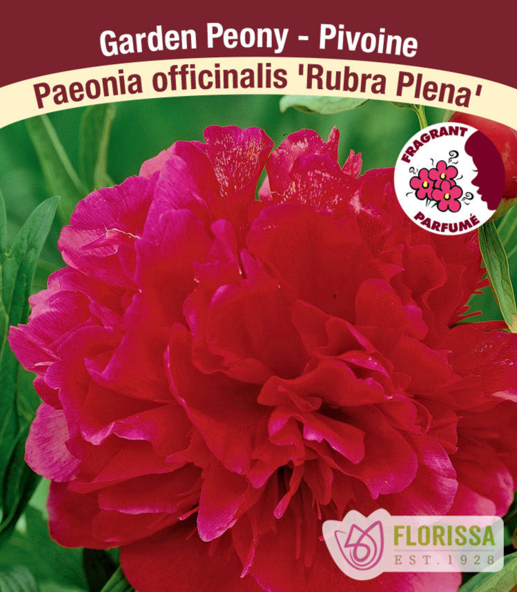 Peony officinalis - Rubra Plena, 1 Pack