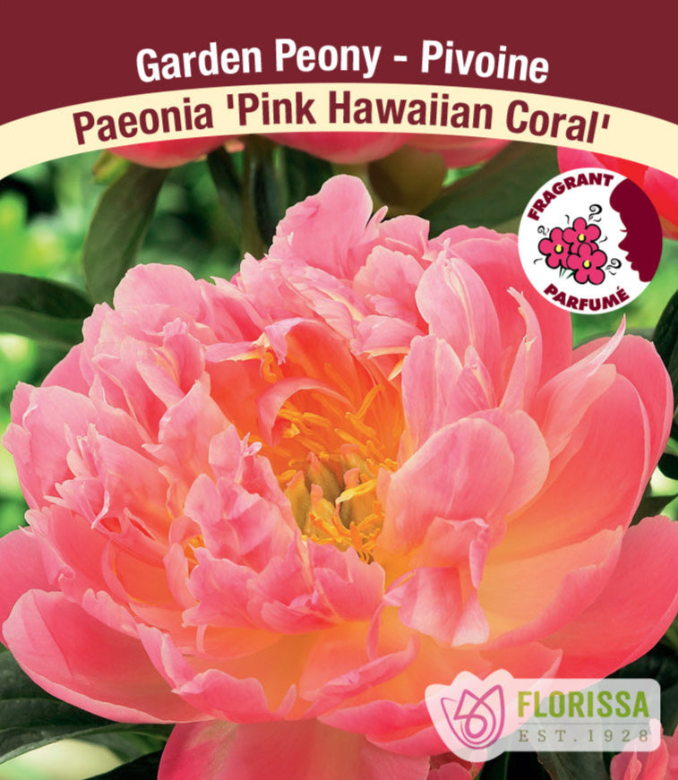 Peony lactiflora - Pink Hawaiian Coral, 1 Pack