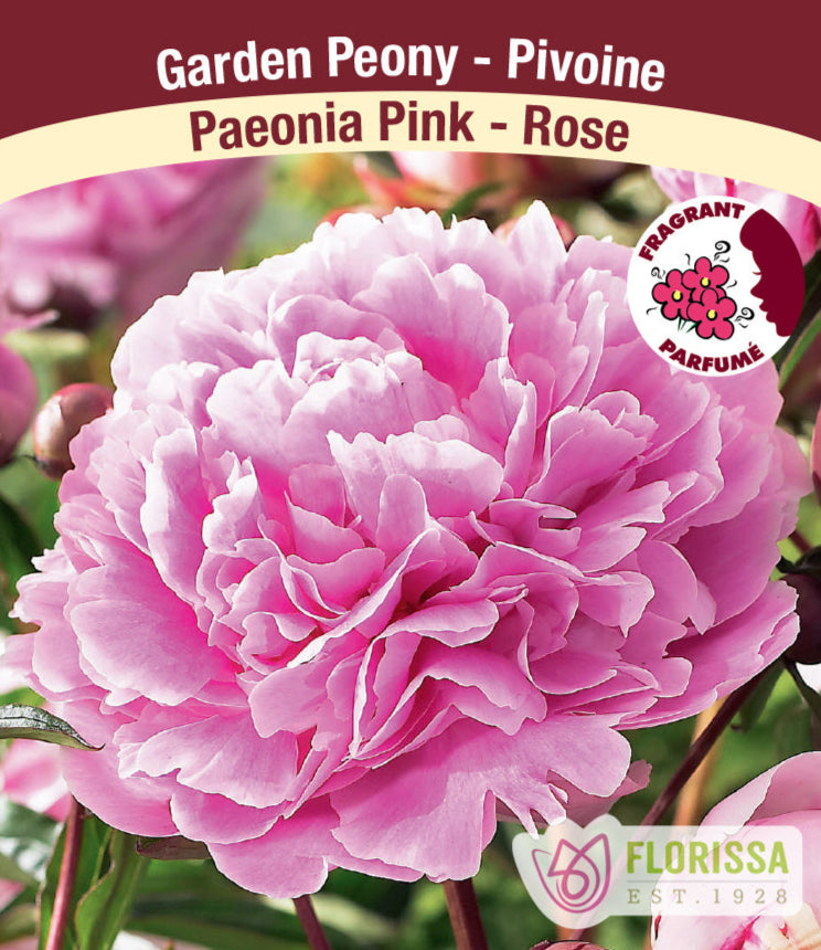 Peony - Pink, 1 Pack