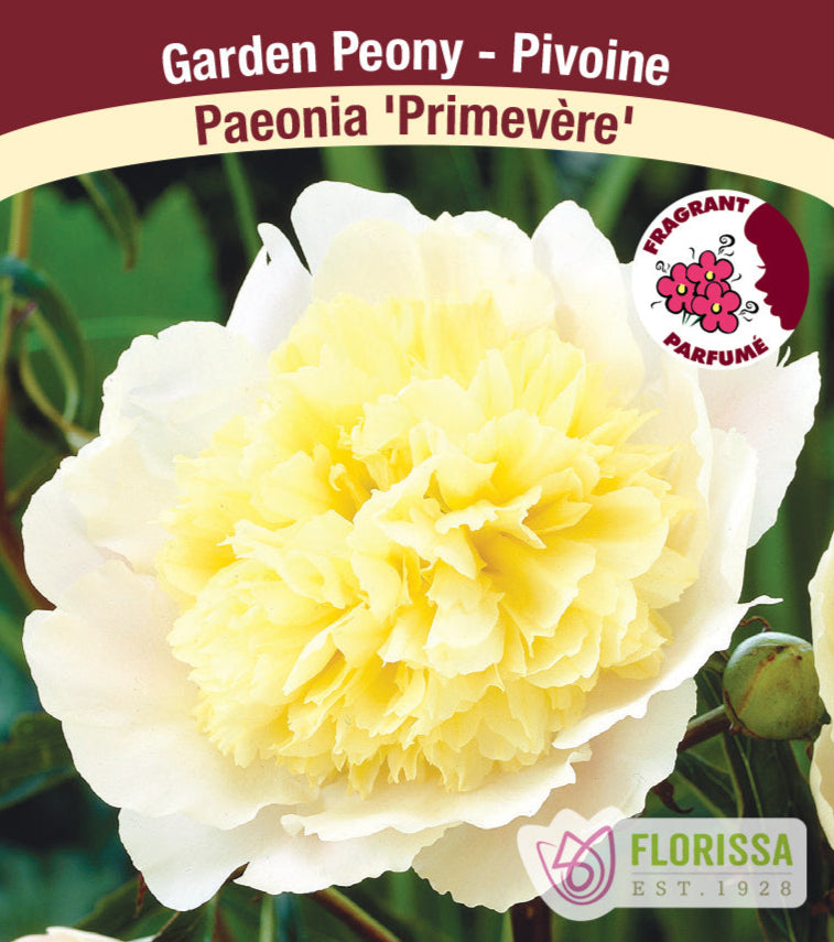 Peony lactiflora - Primevere, 1 Pack