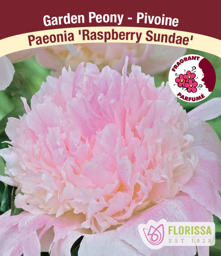 Peony lactiflora - Raspberry Sundae, 1 Pack