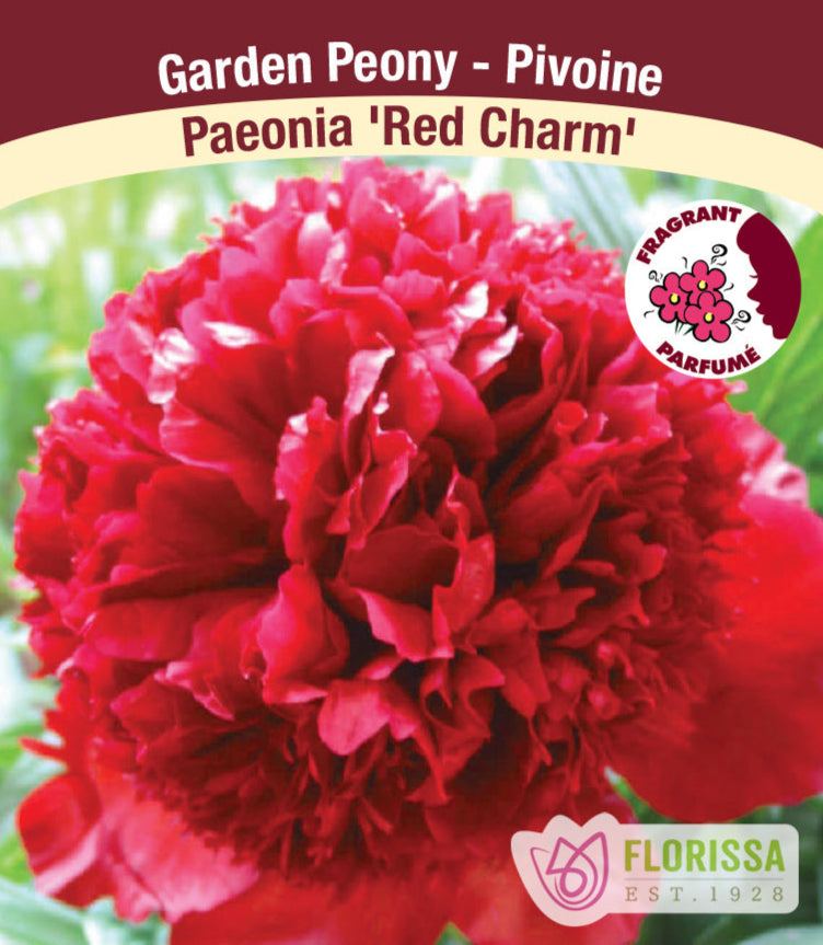 Peony lactiflora - Red Charm, 1 Pack