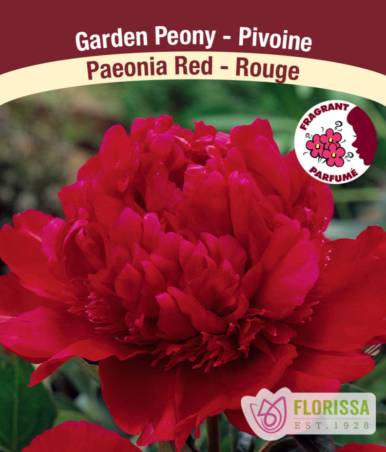 Peony - Red, 1 Pack