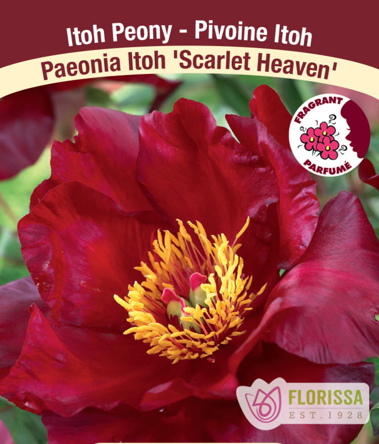 Peony Itoh - Scarlet Heaven, 1 Pack