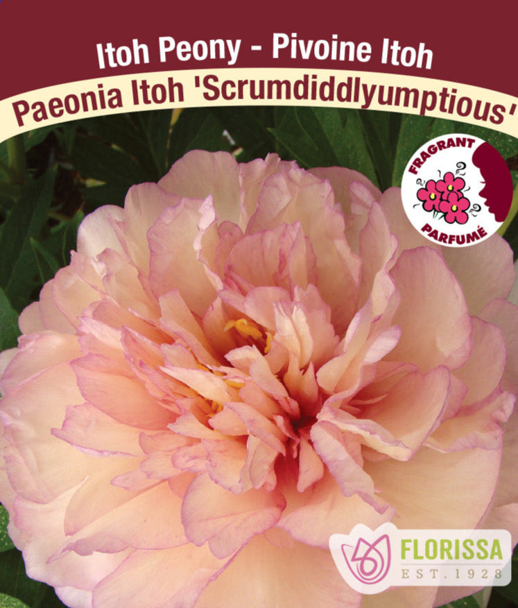 Peony Itoh - Scrumdiddlyumptious, 1 Pack