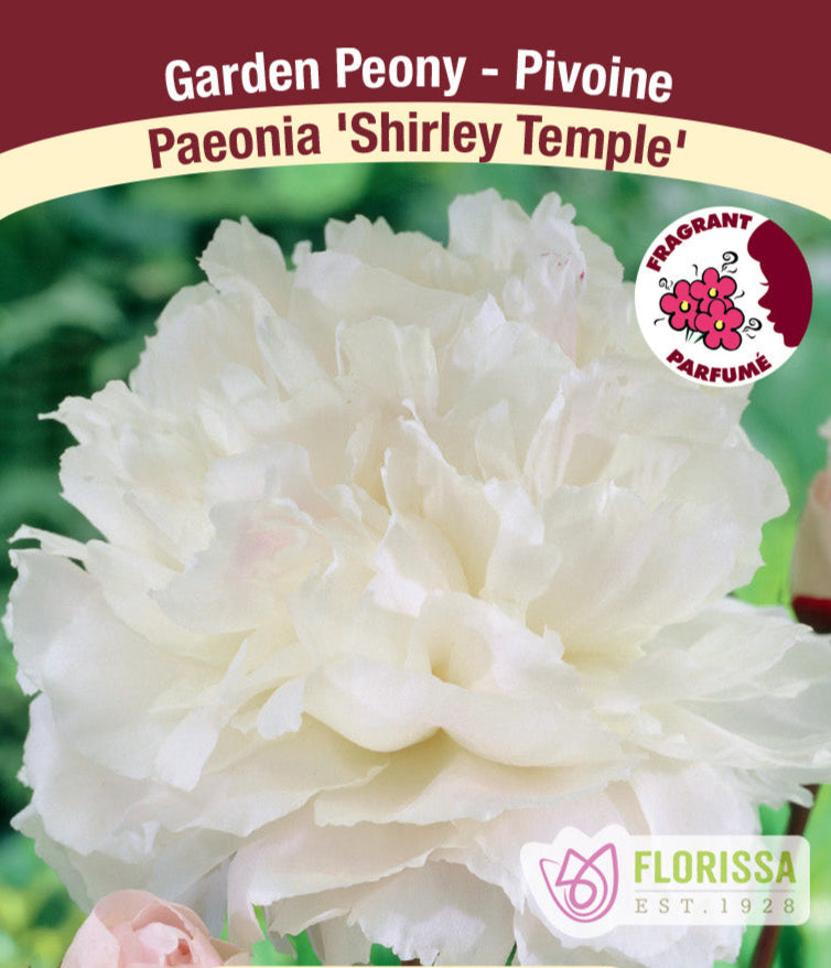Peony lactiflora - Shirley Temple, 1 Pack