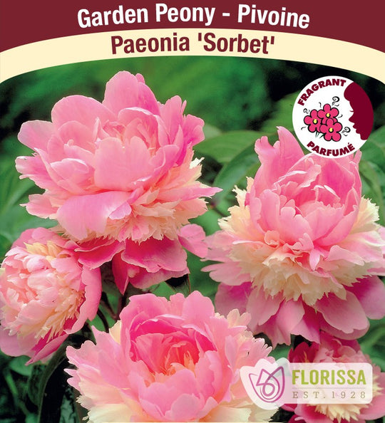 Peony - Sorbet | Fall Planting Roots