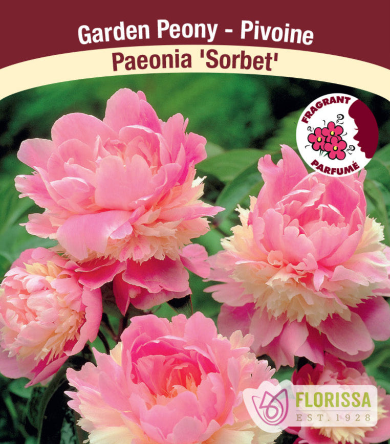 Peony lactiflora - Sorbet, 1 Pack