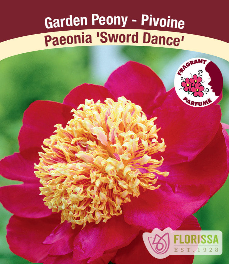 Peony lactiflora - Sword Dance, 1 Pack