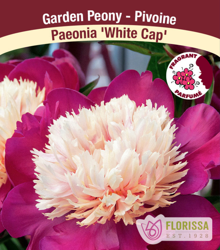 Peony lactiflora - White Cap, 1 Pack
