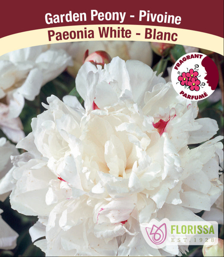 Peony - White, 1 Pack